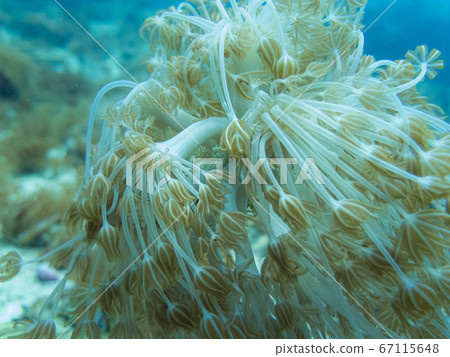 Beautiful species of soft coral at a tropical coral reef in Malapascua, Philippines. Blue water background. Healthy tropical reef in the center of the coral triangle 67115648
