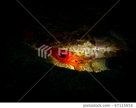 Electric Clam or Ctenoides ales in a lit-up cave with a black background. Puerto Galera tropical coral reef, Philippines. Other common names are electric flame scallop, disco scallop, and disco clam Electric Clam or Ctenoides ales in a lit-up cave with a black background. Puerto Galera tropical coral reef, Philippines. Other common names are electric flame scallop, disco scallop, and disco clam 67115658