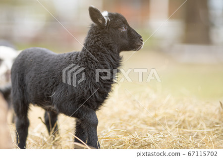 Image of young lamb on a green grass during sunset Image of young lamb on a green grass during sunset 67115702