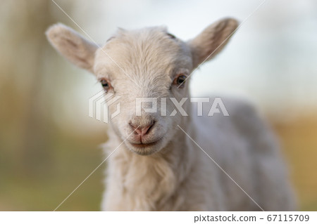 Image of young lamb on a green grass during sunset 67115709