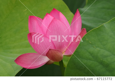 古蓮花 67115772