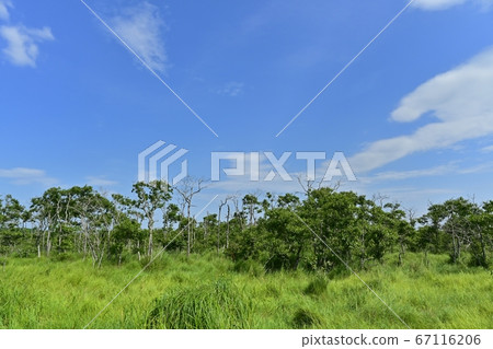 On路濕地和Onnenai Wood Road的der木森林 On路濕地和Onnenai Wood Road的der木森林 67116206