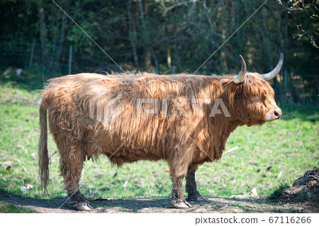 single young brown highland cattle with blurred single young brown highland cattle with blurred 67116266