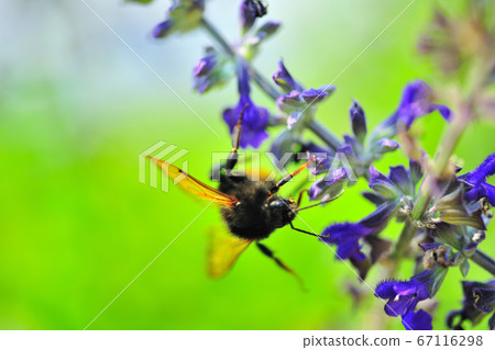 Herbs, flowers, bees, nectar, bees collecting nectar 67116298