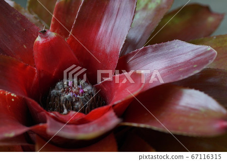 Foliage plant  67116315