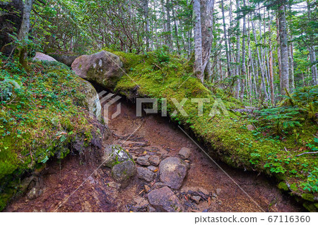 Mossy mountain trail between Maekokushidake and Kitaokuchijodake in Yamanashi (Nagano) Mossy mountain trail between Maekokushidake and Kitaokuchijodake in Yamanashi (Nagano) 67116360