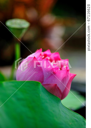Lotus, lotus, pond, water, leaf, lotus leaf Lotus, lotus, pond, water, leaf, lotus leaf 67116628