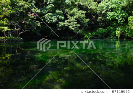Izuruhara Benten Pond Summer夏天 Izuruhara Benten Pond Summer夏天 67116655