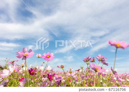 秋天，宇宙波斯菊，秋天的櫻花樹，波斯菊的形象 67116706