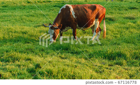 In a Carpathian village, a cow grazes on a meadow 67116778