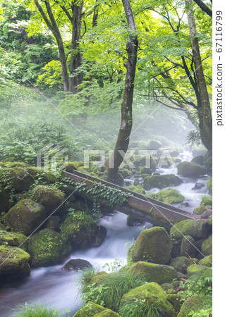 Morning fog in the Oyama Kiyazawa mountain stream 67116799