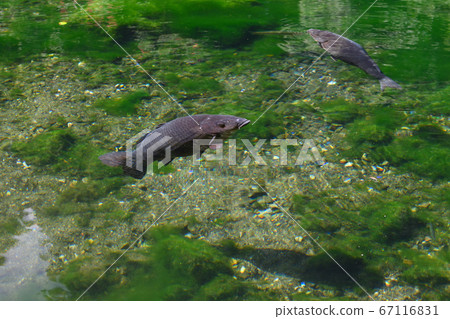伊祖魯哈拉本滕池塘水面鯉魚吸入 67116831
