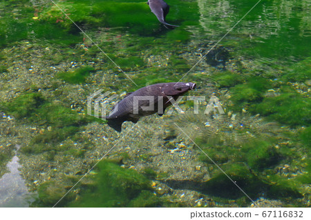 Izuruhara Benten Pond water surface carp inhale 67116832