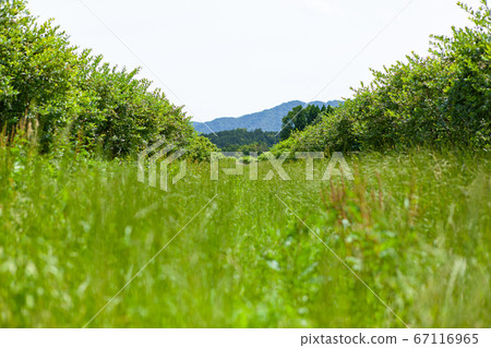 住在滋賀縣高島市的鄉村 67116965