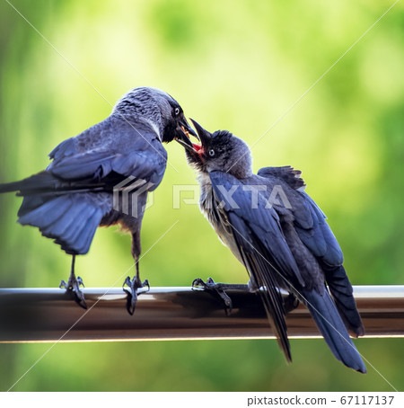 jackdaw feeds his chick 67117137