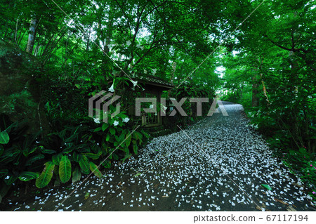 Tung tree flowers, may snow, path, falling flowers, falling tung tree flowers 67117194