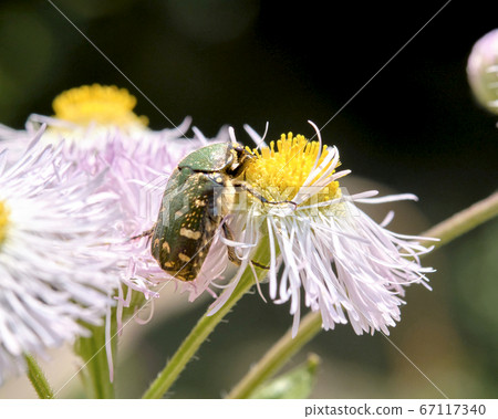 我喜歡花粉 67117340