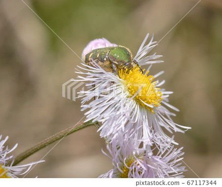 I love pollen 67117344