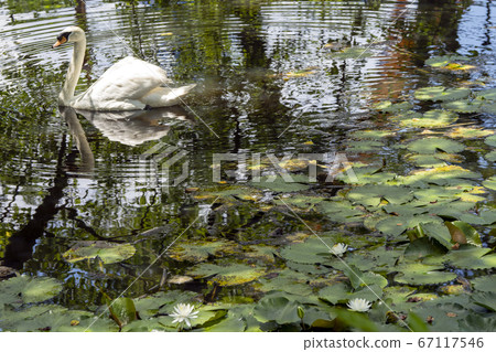 The lake of swan The lake of swan 67117546