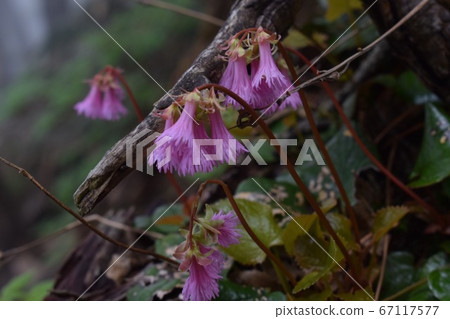 Alpine plants blooming with dignity Alpine plants blooming with dignity 67117577