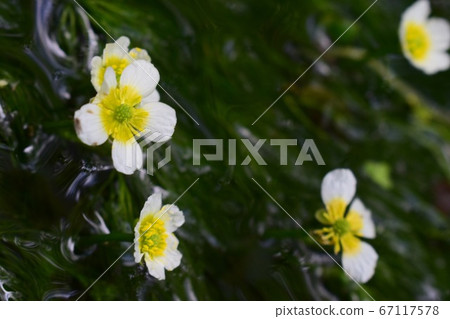 Flowers blooming in a beautiful river 67117578
