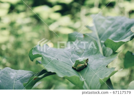 似乎模仿的青蛙 似乎模仿的青蛙 67117579
