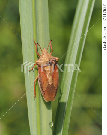 Shrimp bug Shrimp bug 67117637