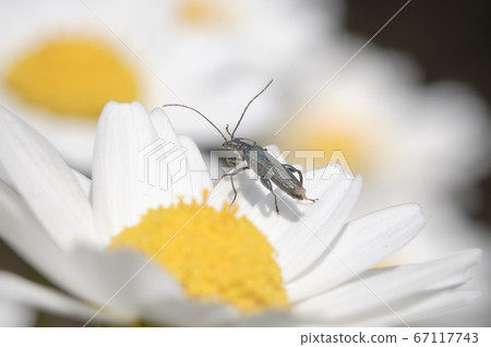 普通雛菊桃子 普通雛菊桃子 67117743