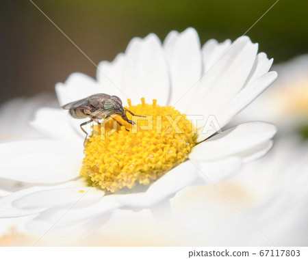 A fly with stripes on its eyes sucking nectar from a daisy A fly with stripes on its eyes sucking nectar from a daisy 67117803