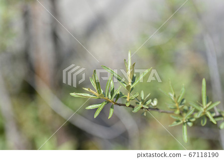 Sea buckthorn 67118190