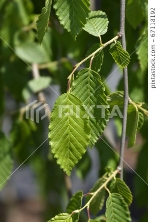 Weeping hornbeam 67118192