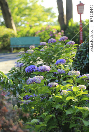 Arao City Yozan Shrine Hydrangea, Arao City Yozan Shrine Hydrangea, 67118443