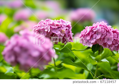 上野公園忍者池塘繡球花 上野公園忍者池塘繡球花 67118457