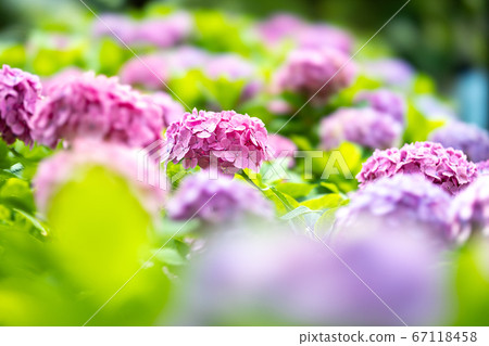 上野公園忍者池塘繡球花 67118458