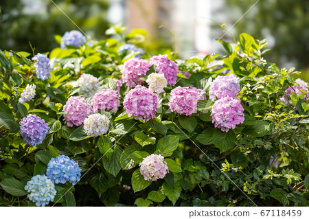 上野公園忍者池塘繡球花 67118459