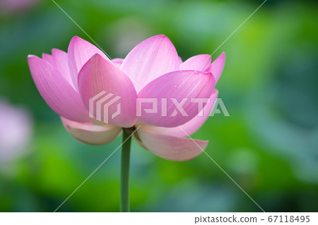 Lotus flower Lotus flower 67118495