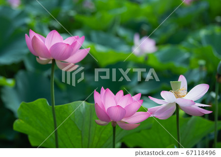Lotus flower 67118496