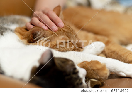 和貓一起生活 67118602