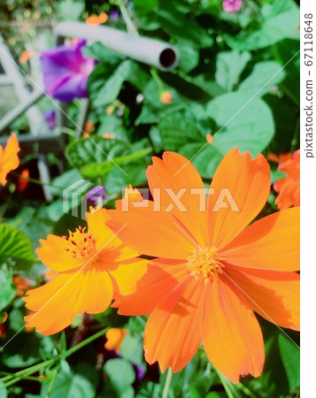 花 67118648