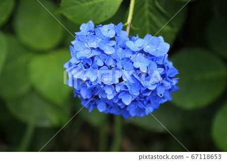 Arao City Yozan Shrine Hydrangea, Arao City Yozan Shrine Hydrangea, 67118653