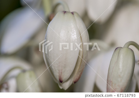Yucca filamentosa blossom, Yucca blooms a 67118793