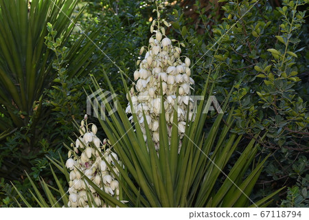 Yucca filamentosa blossom, Yucca blooms a 67118794