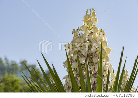 Yucca filamentosa blossom, Yucca blooms a 67118796