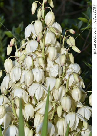 Yucca filamentosa blossom, Yucca blooms a 67118797