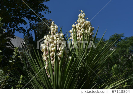 Yucca filamentosa blossom, Yucca blooms a Yucca filamentosa blossom, Yucca blooms a 67118804