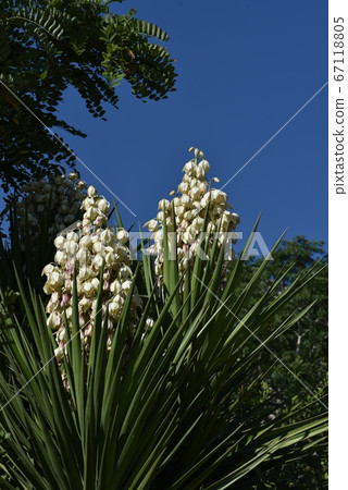 Yucca filamentosa blossom, Yucca blooms a 67118805
