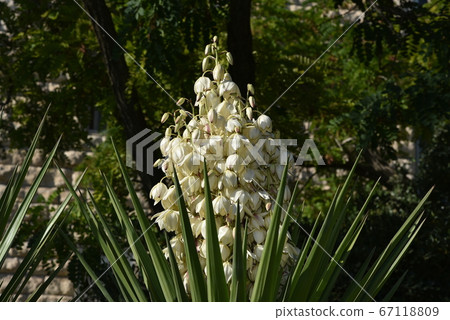 Yucca filamentosa blossom, Yucca blooms a 67118809
