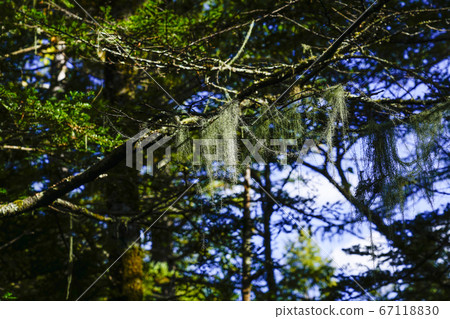 Salgooga Salgooga 67118830