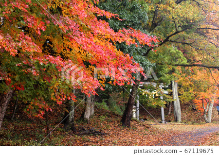 Shiga autumn leaves around Gyoshoji Temple 67119675