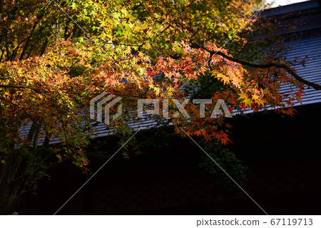 Autumn leaves of Kanzan temple Autumn leaves of Kanzan temple 67119713